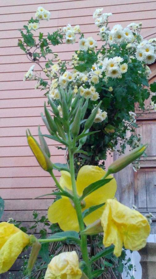 Сибиряк Ckaltubo Kültér fotó